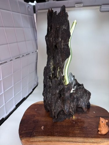 Lampe en bois flotté sur socle